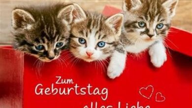 ᐅ geburtstag bilder mit katzen - Feiertage und Anlasse GB Pics - GBPicsBilder