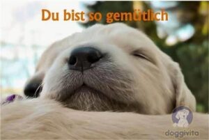 gemütlichen sonntag bilder