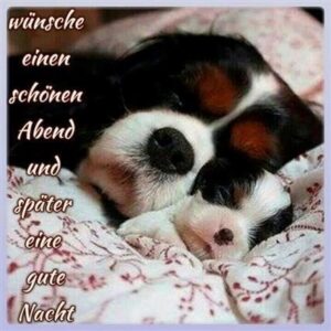 gute nacht bilder hunde