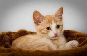 gute nacht bilder katzen