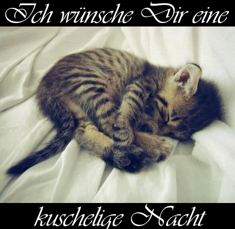 Gute Nacht Bilder Kostenlos Katzen Gb Bilder Gb Pics