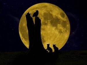 gute nacht bilder kostenlos katzen