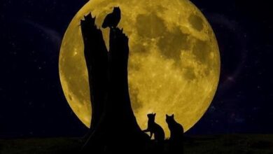 ᐅ gute nacht bilder kostenlos katzen - Begrusung GB Pics - GBPicsBilder