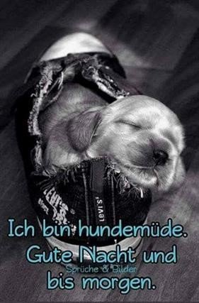 Gute Nacht Bilder Mit Hund Gb Bilder Gb Pics Gastebuchbilder