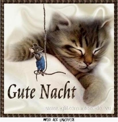 Gute Nacht Bilder Mit Katzen Gb Bilder Gb Pics