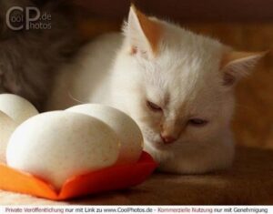 gute nacht bilder mit katzen