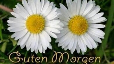 ᐅ guten morgen bilder blumen - Guten Morgen GB Pics - GBPicsBilder