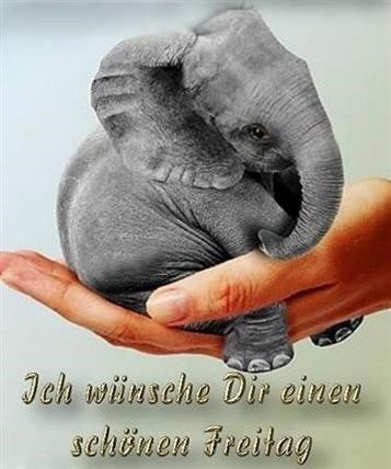 guten-morgen-bilder-elefant_5