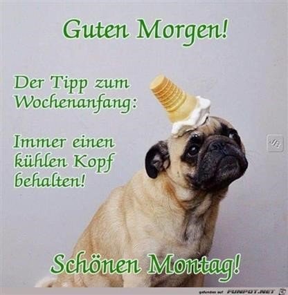 Whatsapp Lustige Guten Morgen Bilder Guten Morgen Lustig Guten