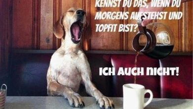 ᐅ guten morgen bilder hunde - Samstag GB Pics - GBPicsBilder