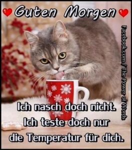 guten morgen bilder kostenlos für whatsapp
