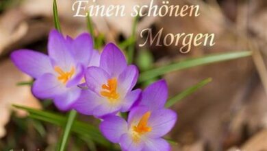 ᐅ guten morgen bilder kostenlos - Begrusung GB Pics - GBPicsBilder