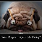 ᐅ guten morgen bilder lustig freitag - Guten Morgen GB Pics - GBPicsBilder