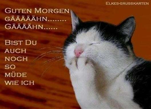 guten morgen müde bilder lustig