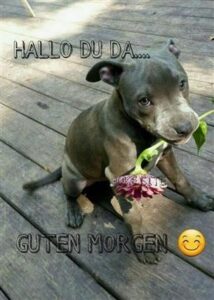 guten morgen bilder mit hunden