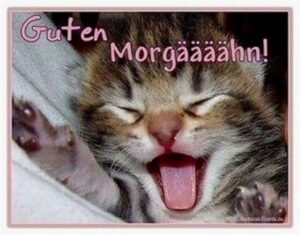 guten morgen bilder mit katzen