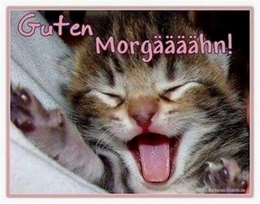 ᐅ Guten Bilder Mit Katzen GB Pics GBPicsBilder