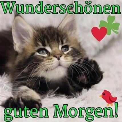 Guten Morgen Bilder Mit Katzen Gb Bilder Gb Pics