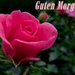 ᐅ guten morgen bilder mit rosen - Guten Morgen GB Pics - GBPicsBilder