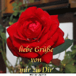 ᐅ guten morgen bilder mit rosen - Guten Morgen GB Pics - GBPicsBilder
