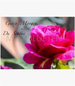 guten morgen bilder mit rosen