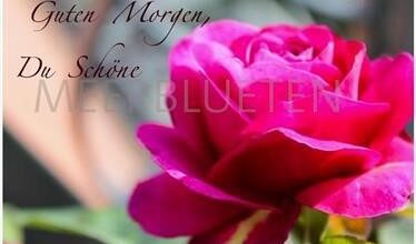 ᐅ guten morgen bilder mit rosen - Guten Morgen GB Pics - GBPicsBilder