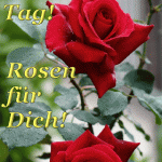 ᐅ guten morgen bilder mit rosen - Guten Morgen GB Pics - GBPicsBilder