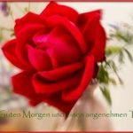 ᐅ guten morgen bilder mit rosen - Guten Morgen GB Pics - GBPicsBilder