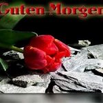 ᐅ guten morgen bilder mit rosen - Guten Morgen GB Pics - GBPicsBilder