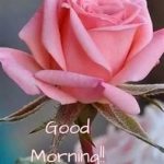ᐅ guten morgen bilder mit rosen - Guten Morgen GB Pics - GBPicsBilder