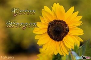 guten morgen bilder mit sonnenblumen