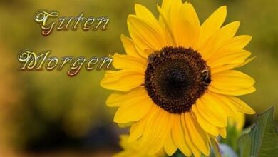 ᐅ guten morgen bilder mit sonnenblumen - Guten Morgen GB Pics - GBPicsBilder