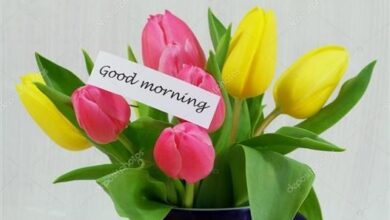ᐅ guten morgen bilder mit tulpen - Guten Morgen GB Pics - GBPicsBilder
