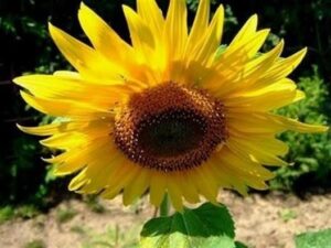 guten morgen bilder sonnenblume