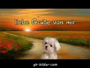 guten morgen bilder und videos