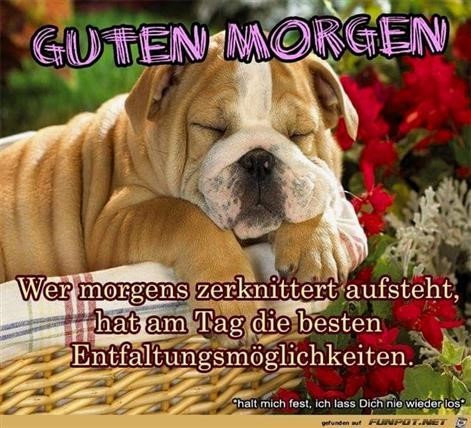 Morgen ohne bilder guten sorgen Guten Morgen