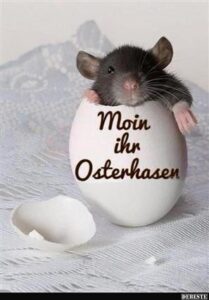 guten morgen osterhase bilder