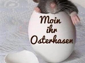 ᐅ guten morgen osterhase bilder - Begrusung GB Pics - GBPicsBilder