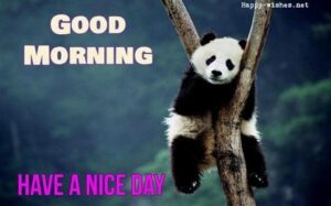 guten morgen panda bilder