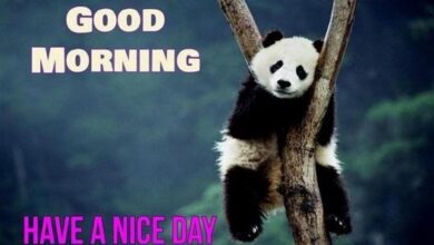ᐅ guten morgen panda bilder - Guten Morgen GB Pics - GBPicsBilder