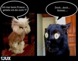 lustige bilder sonntag abend