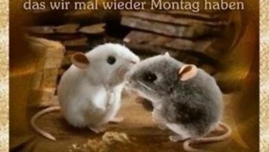 ᐅ montagsgruß bilder - Montag GB Pics - GBPicsBilder