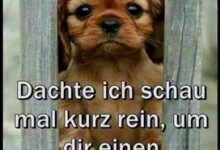 ᐅ sonntag lustig bilder - Montag GB Pics - GBPicsBilder