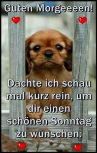 sonntag lustige bilder