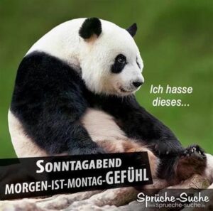 witzige bilder sonntag