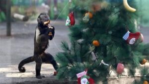 bilder zum 1. advent