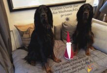 ᐅ guten rutsch 2017 gif - Silvester GB Pics - GBPicsBilder