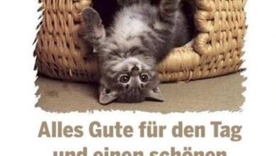 ᐅ dienstag bilder lustig - Dienstag GB Pics - GBPicsBilder