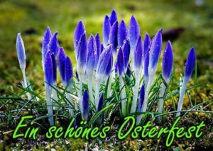 frohes osterfest bilder