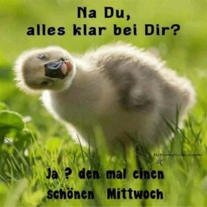 lustiger mittwochsspruch